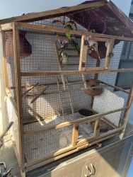 Show cross budgies with cage for sales.