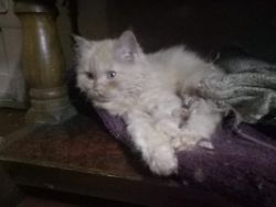 Pure pershon cat available for sale