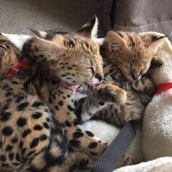 Top train serval kittens for adoption