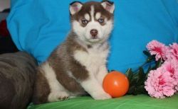 siberian husky puppies available now