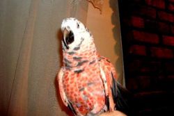 African Red Grey Parrots available for sale