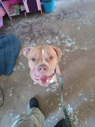 Pit bull dog for free