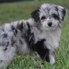 Aussiedoodle puppies for sale at xxx-xxx-93O7