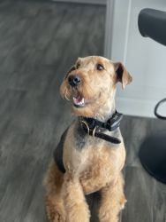 Two and a half year old Airedale terrier