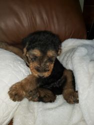Aerdale Terrier pups for Sale