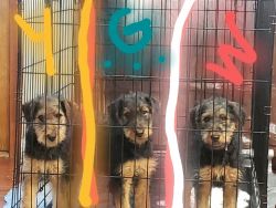 Ckc Airedale Terrier's puppies