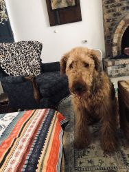 Adult Female Airedale