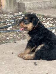 Airedale Puppy for sale