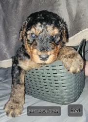 Loveable Airedale Terrier