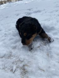 Airedale puppy for sale