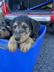 Purebred Airedale Terriers