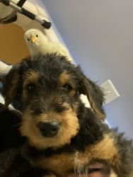 Airedale terrier males only