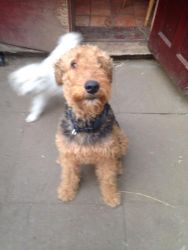 Gorgeous Airedale Terrier Puppies