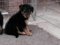 Charming Airdale Terrier Puppies available now