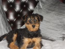 Christmass Give Away Airedale Terrier puppies