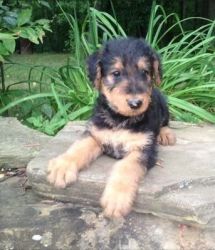 Amazing Airedale Terrier puppies
