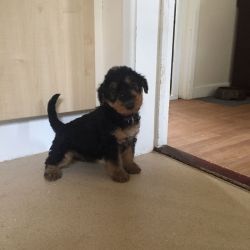 Kc Registered Airedale Puppies