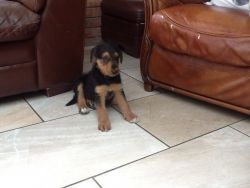 Kc Registered Airedale Terriers