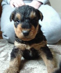 Kc Reg Airedale Terrier Puppies! for you