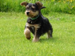 1 Girl &1 Boy Left.10 Weeks Old Airedale Terrier Puppies