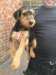 Airedale Pups Ready Now 12 Weeks Kc And Pedigree
