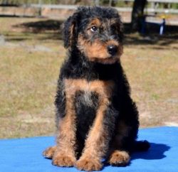 Kudm Male/Female Airedale Terrier Puppies.