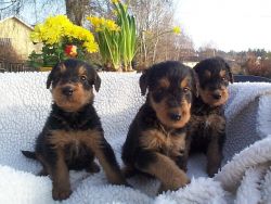 AKC registered Airedale terriers