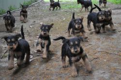 Stunning Airedale Puppies