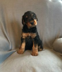 AKC registered airedale terrier puppies for sale