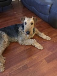 Airedale Terrier Looking for Loving Home