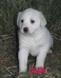 Akbash puppies for sale