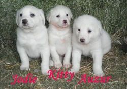 Akbash Puppies for sale