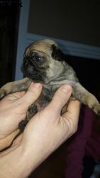 Pug Puppy looking for a good home.