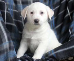 Nice and Healthy Akbash Puppies Available