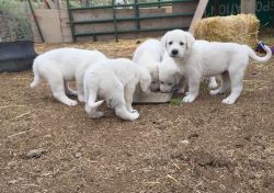 Akbash Puppy for Sale to new homes