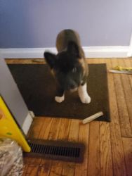 Female Akita Puppy for sell