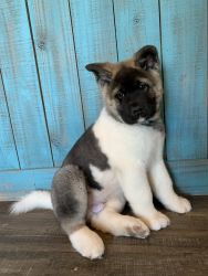 Akita puppy for sale