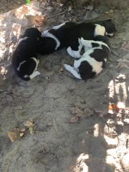 Adorable Akita puppies for sale!