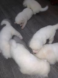 Newborn pups! Will go fast!