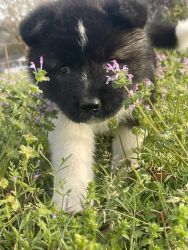 Akita puppies. Super adorable and ready for love!