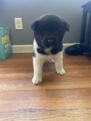Lucy female Akita puppy