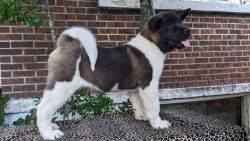 Akita puppies for Sale to good homes.