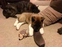 MALE AND FEMALE AKITA PUPPIES AVAILABLE