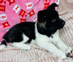 American Akita Puppies Ready for Loving Homes