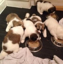 Cute and Awesome akita puppies for rehoming