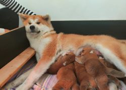 Akita Puppies Awaiting a Forever Home