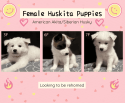 Rehoming Akita and Siberian Husky mix puppies