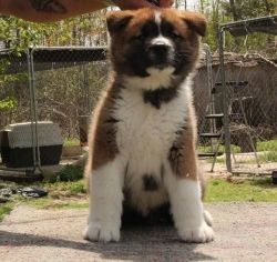 Awesome Akita Puppies Available