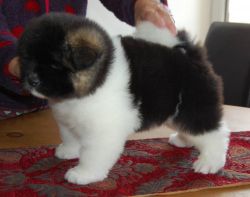 Two Available Female Akita Puppies.