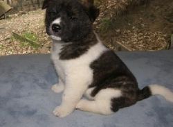 Beautiful Solid Black / White Male Akita Puppy
